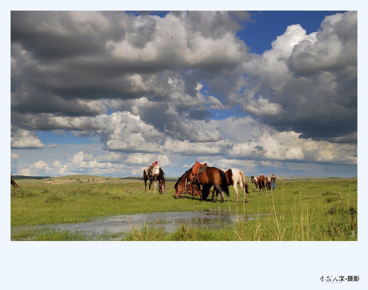 蓝天白云牧场草地上的马图片-千叶网