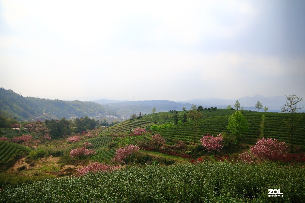 四明山上马岗赏樱之旅～～