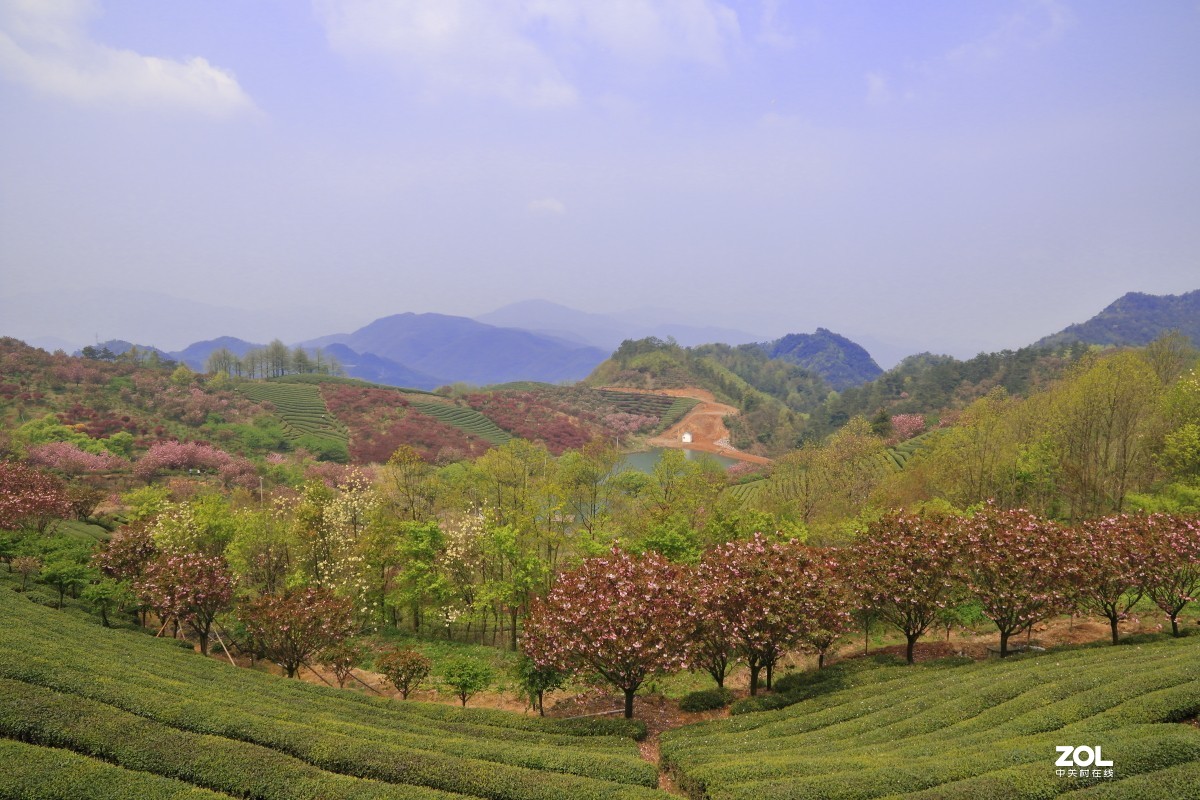 四明山上马岗赏樱之旅～～