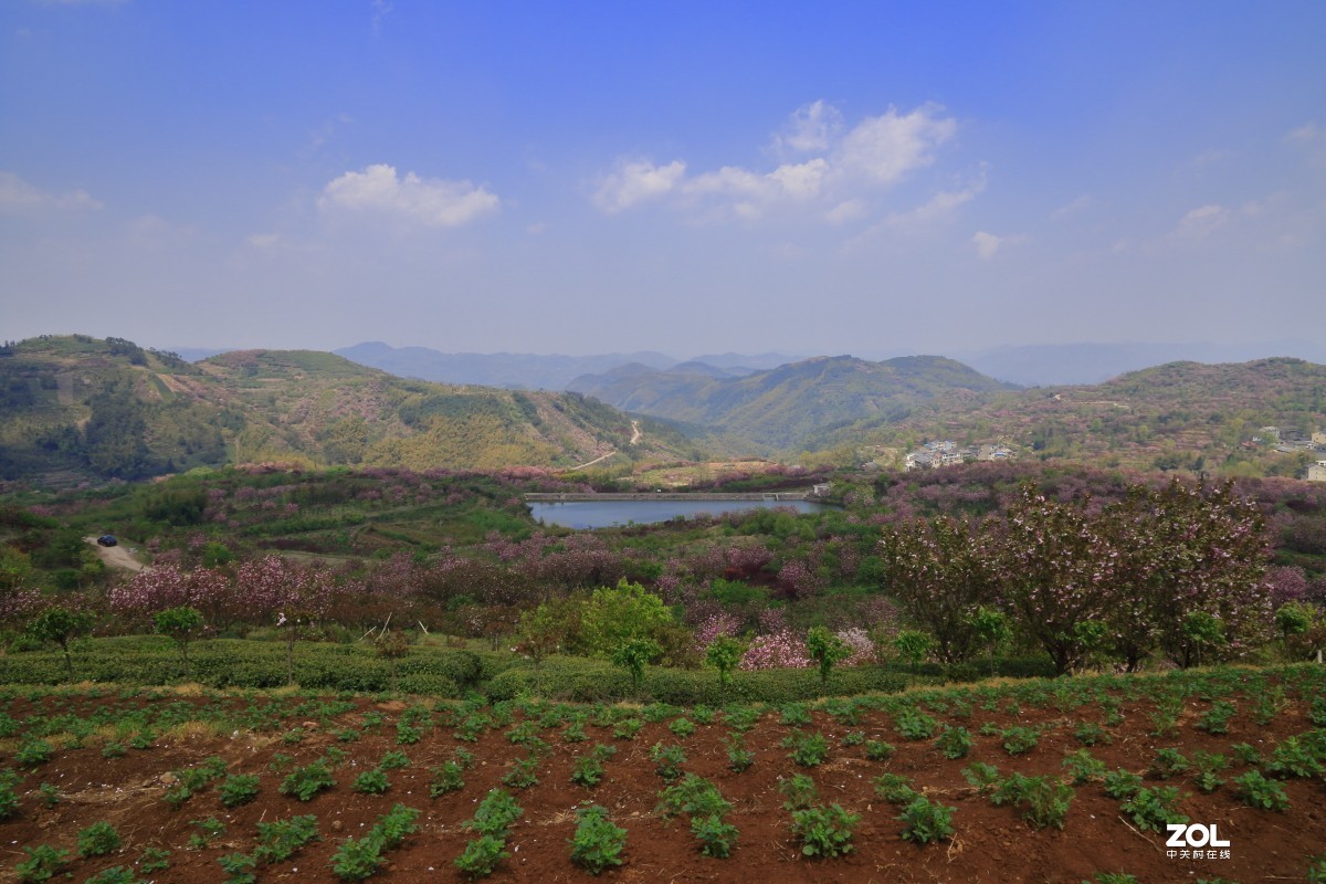 四明山上马岗赏樱之旅～～