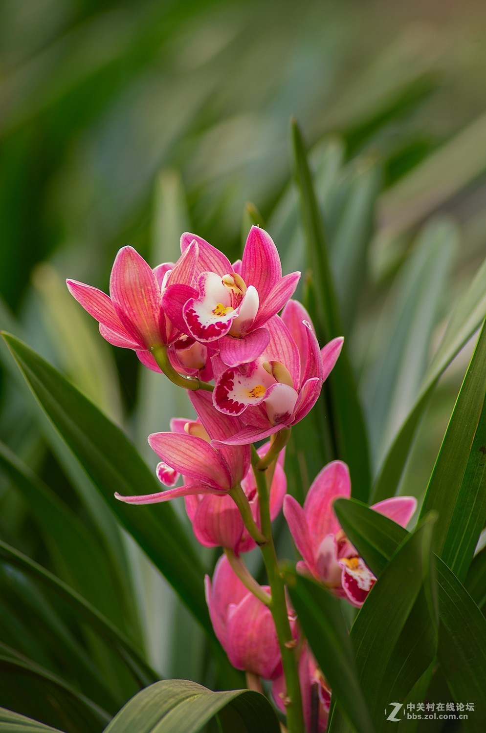 图丽AF AT-X 80-200mm f/2.8 Pro+K50