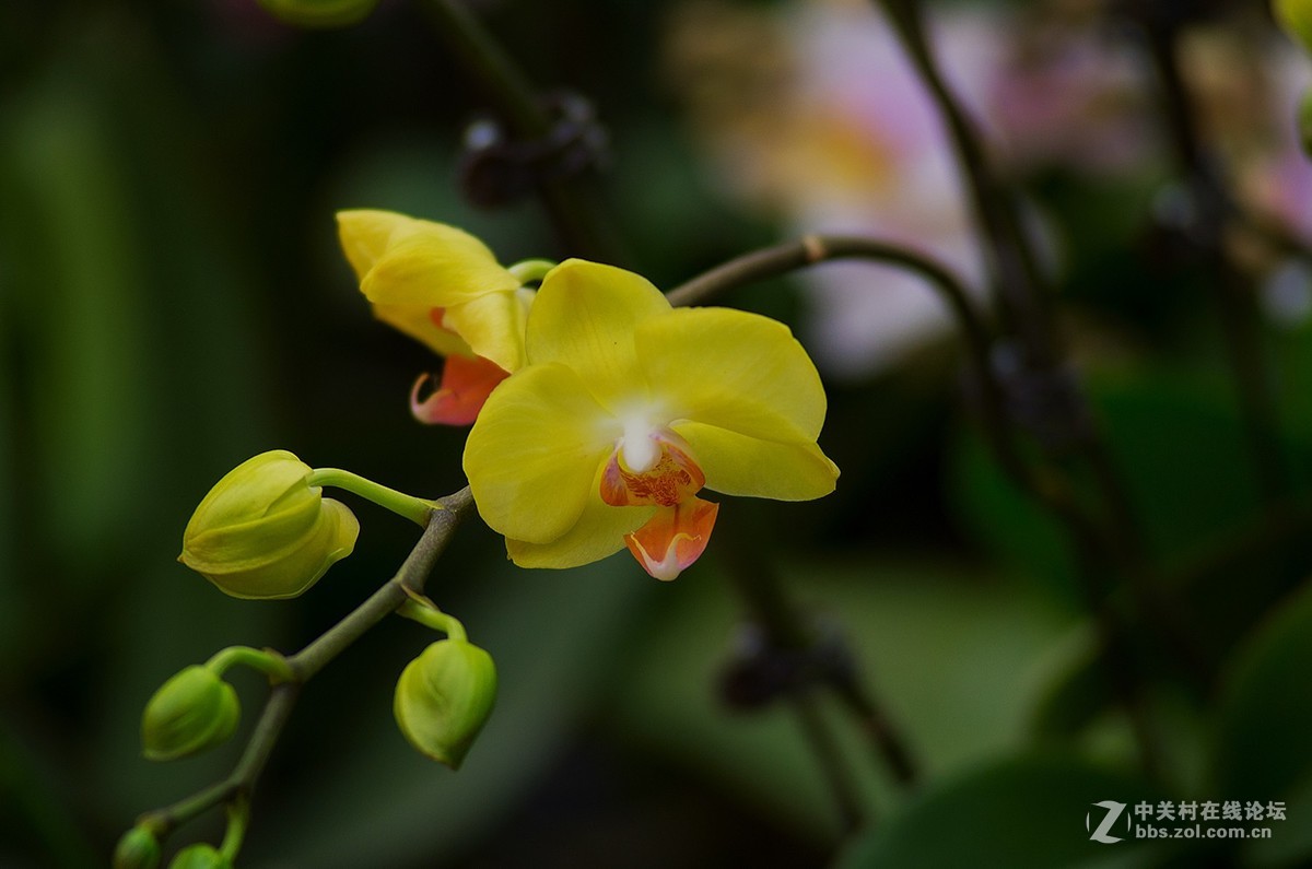 图丽AF AT-X 80-200mm f/2.8 Pro+K50