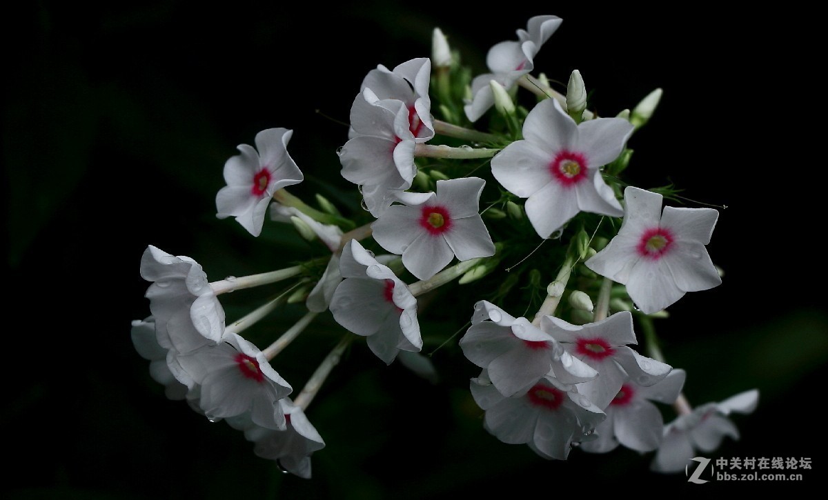久违的问候---送上一组老片，问候久违的各位老师好友！