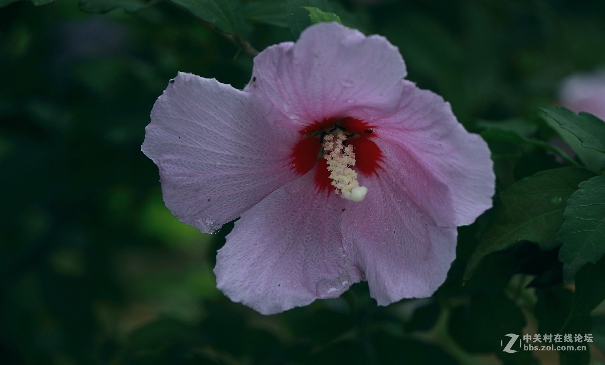 久违的问候---送上一组老片，问候久违的各位老师好友！