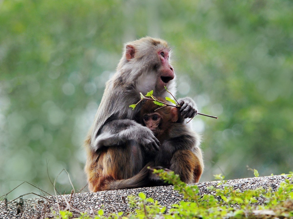 母子情  猴子
