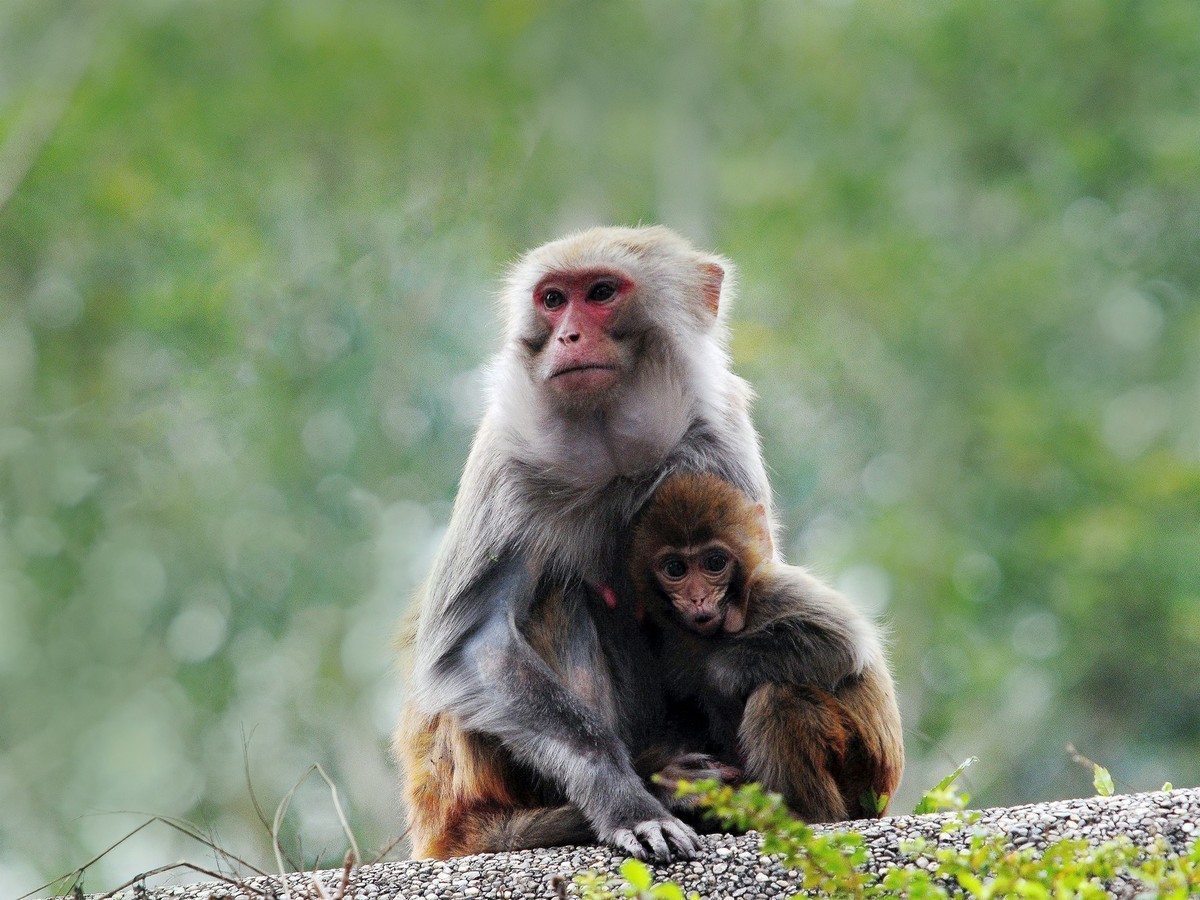 母子情  猴子
