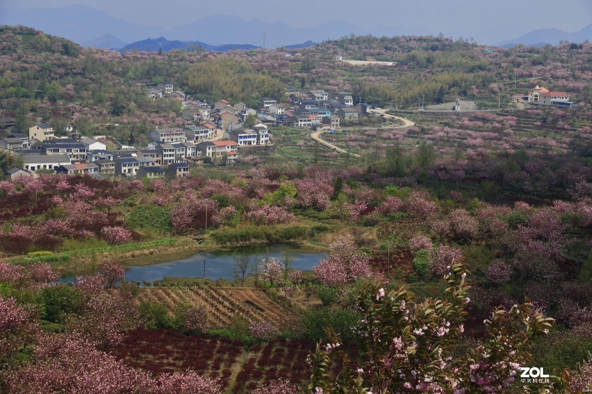 四明山上马岗赏樱之旅～～