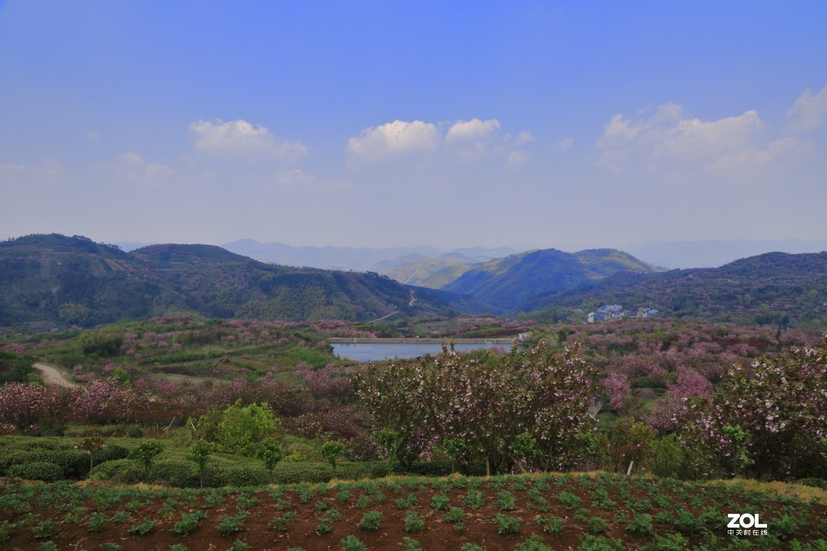 四明山上马岗赏樱之旅～～