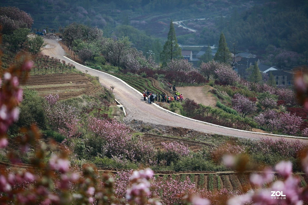 四明山上马岗赏樱之旅～～
