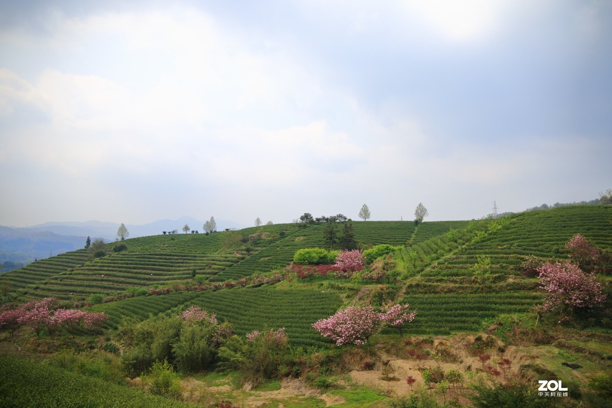 四明山上马岗赏樱之旅～～