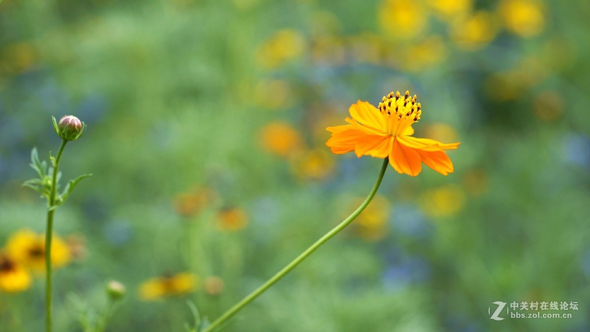 暗香...............