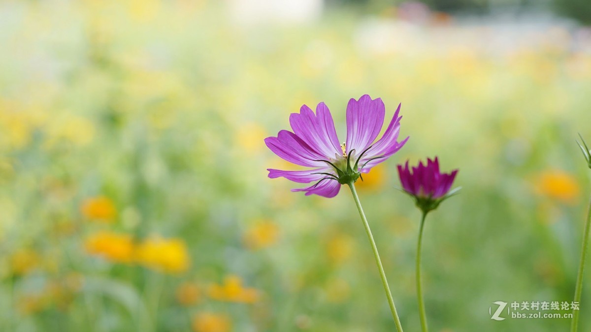 暗香...............