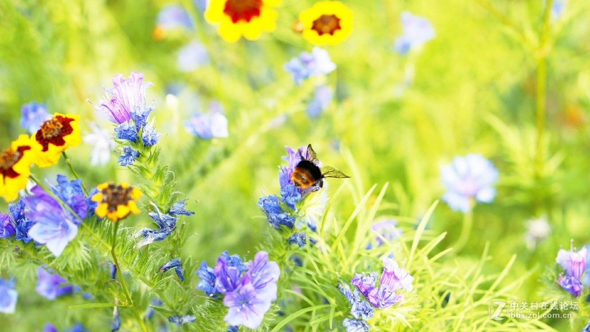 暗香...............