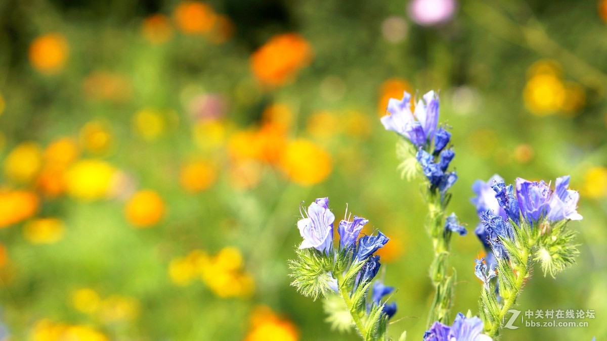 暗香...............