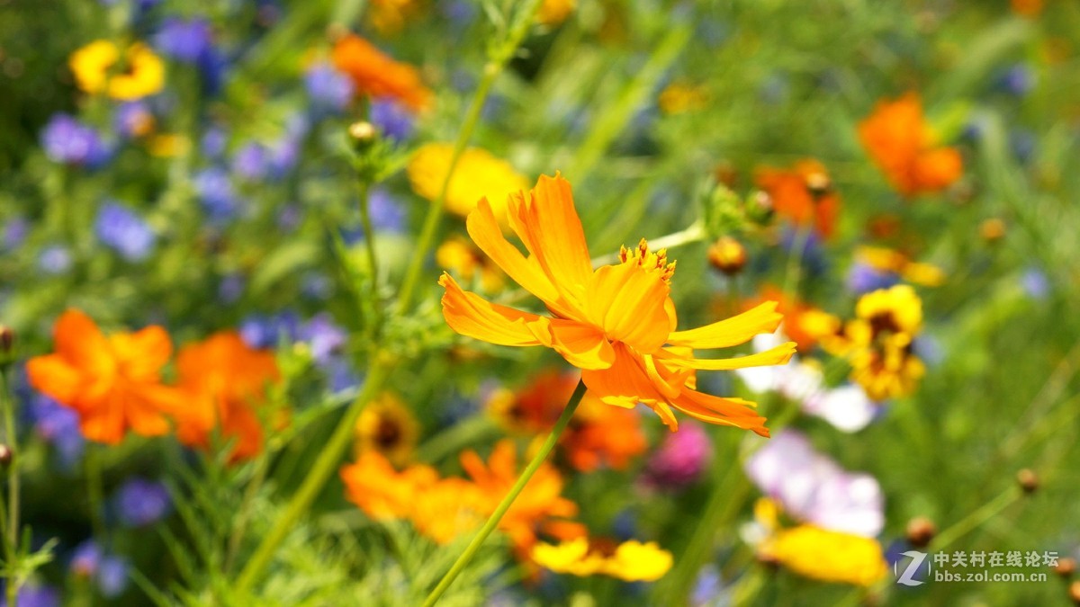 暗香...............