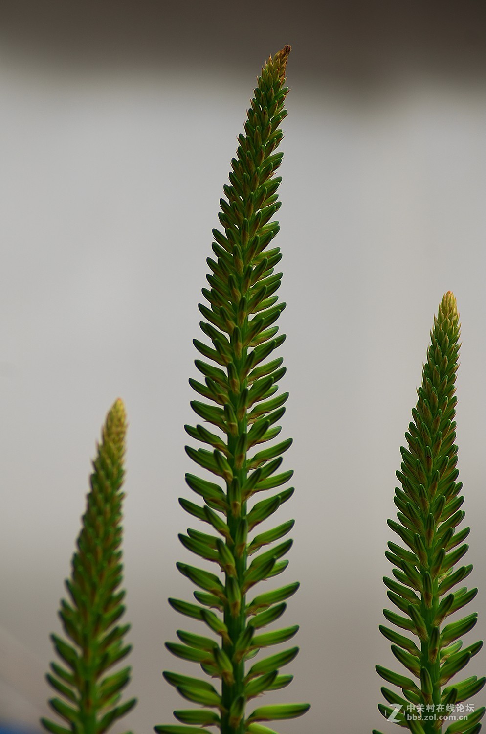 图丽AF AT-X 80-200mm f/2.8 Pro+K50