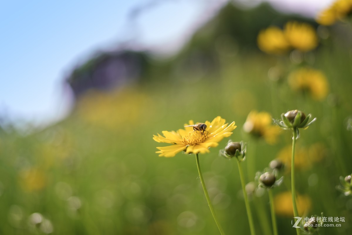新入手尼康D610，试镜，肯请各位老师批评指正
