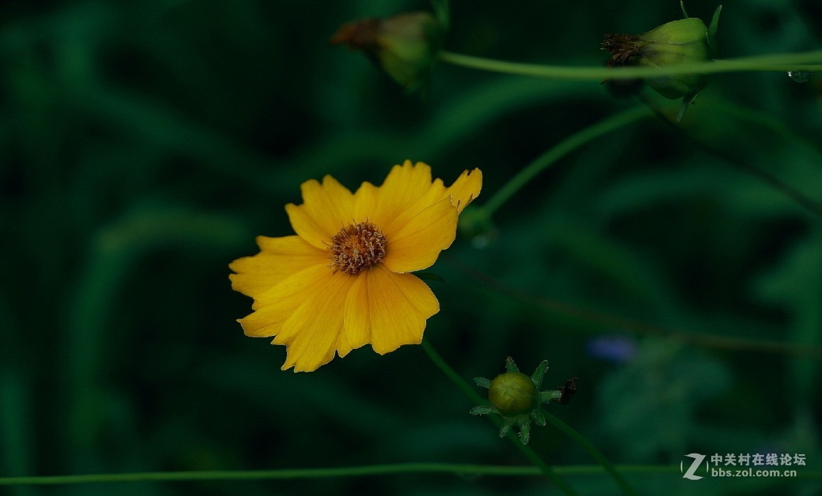 久违的问候---送上一组老片，问候久违的各位老师好友！