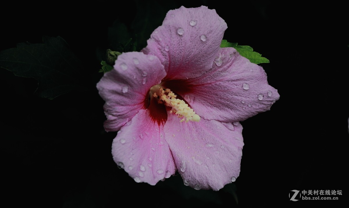 久违的问候---送上一组老片，问候久违的各位老师好友！