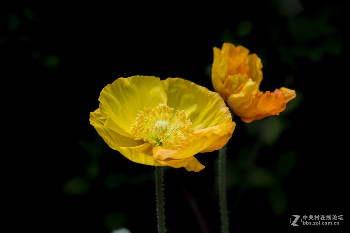 花花