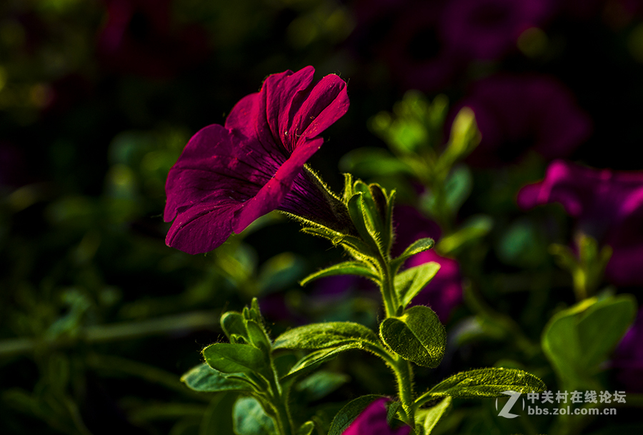 我是来学习的，上片求指点