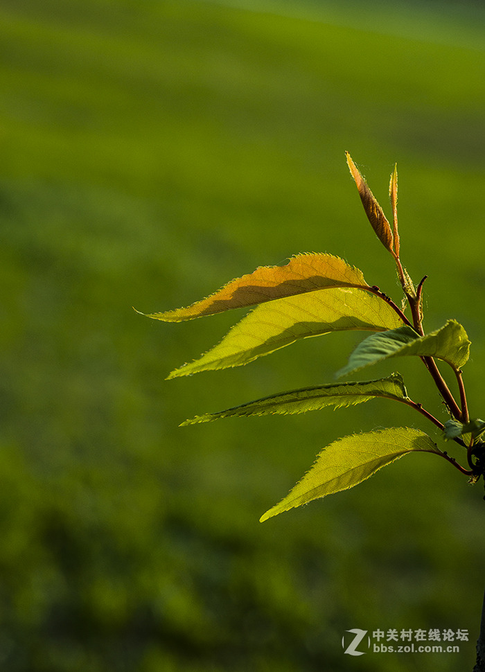 我是来学习的，上片求指点