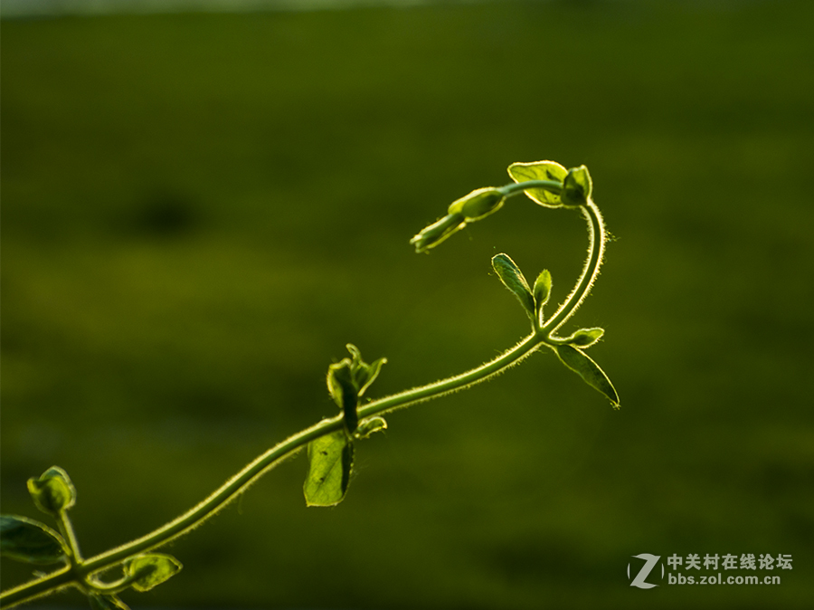 我是来学习的，上片求指点