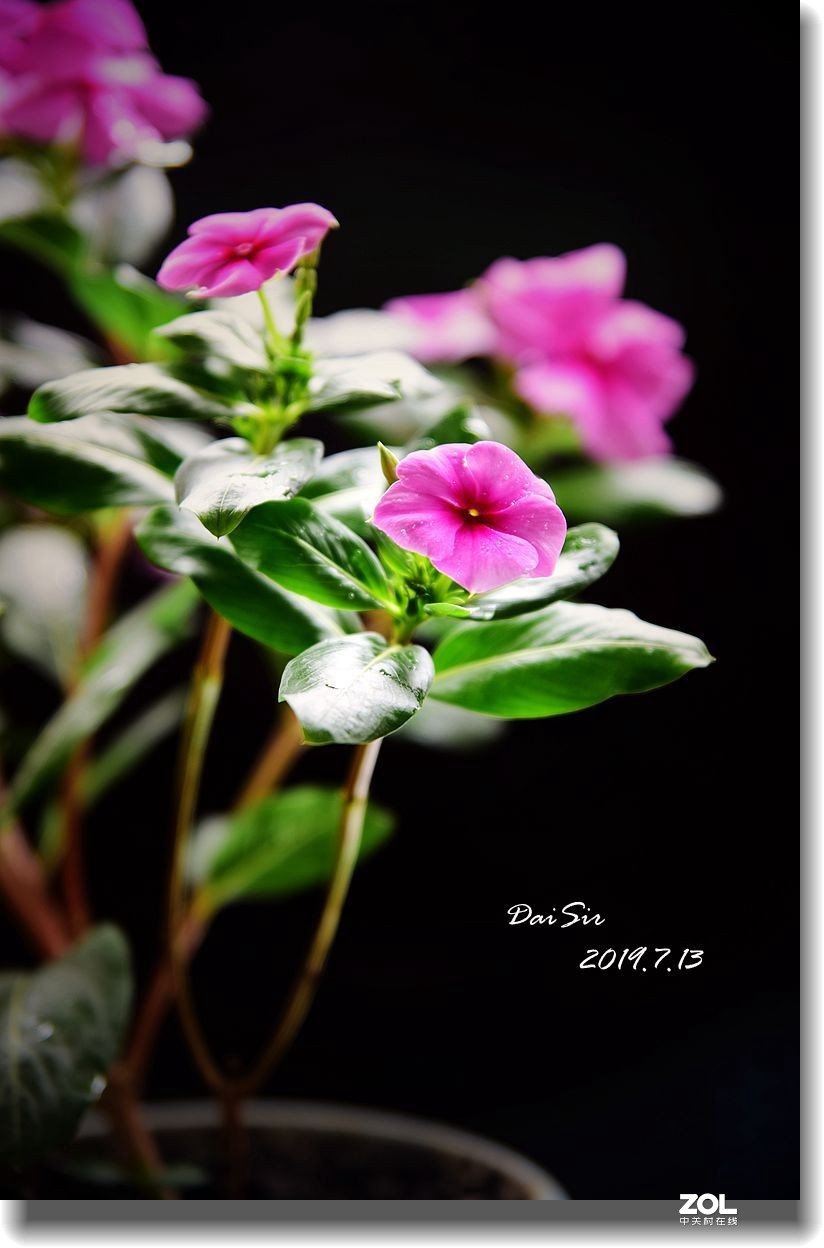 花草