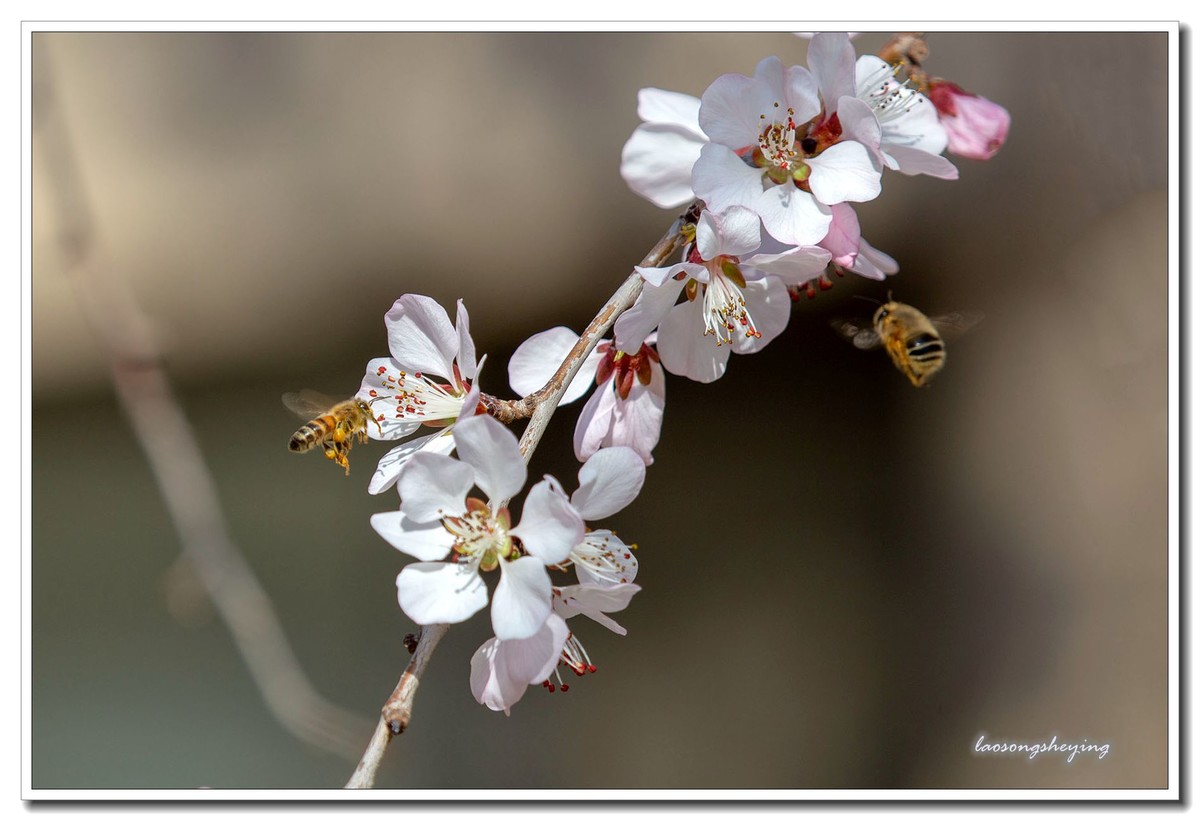 山桃，蜜蜂（2020）