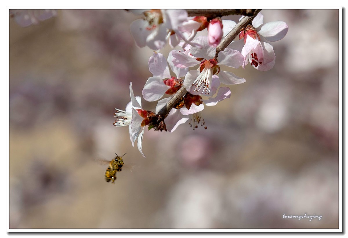 山桃，蜜蜂（2020）