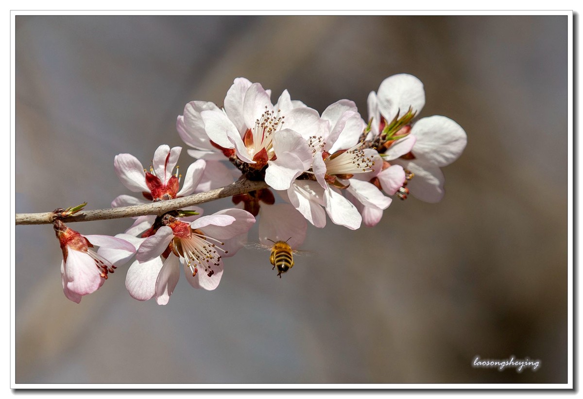 山桃，蜜蜂（2020）