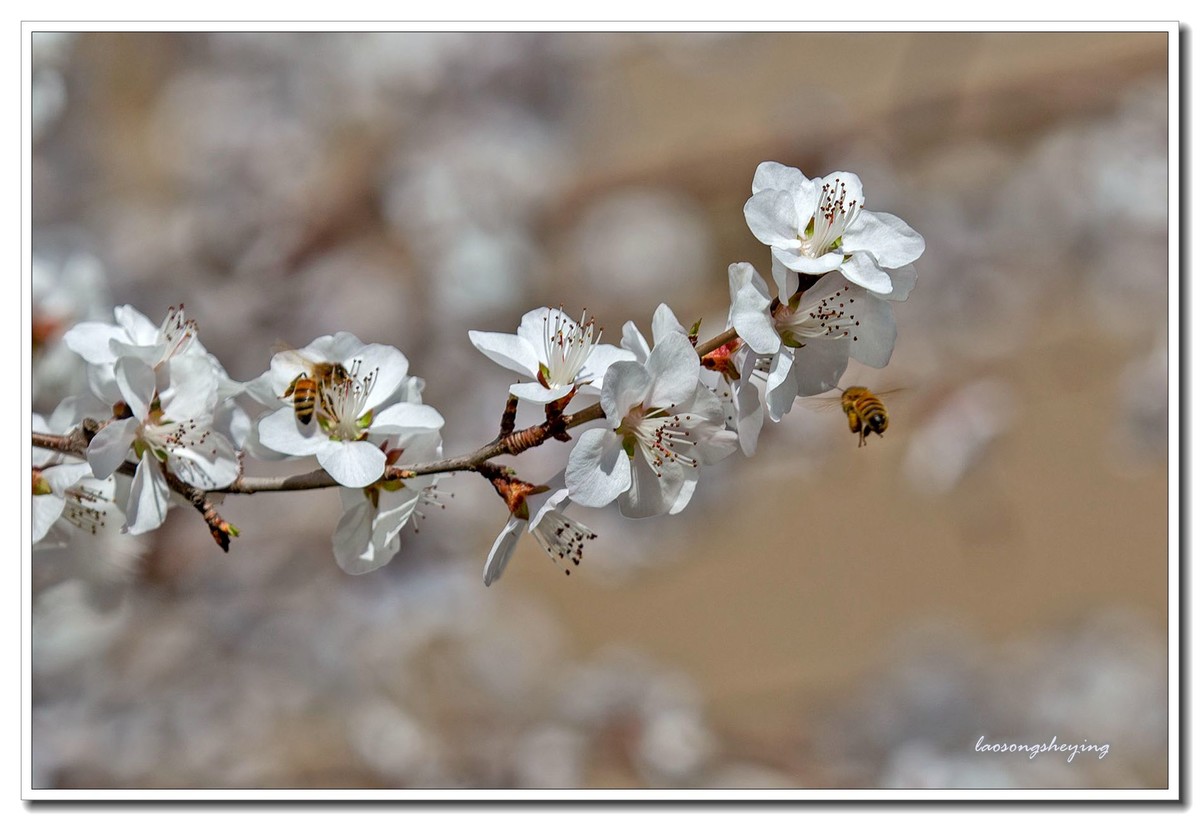 山桃，蜜蜂（2020）