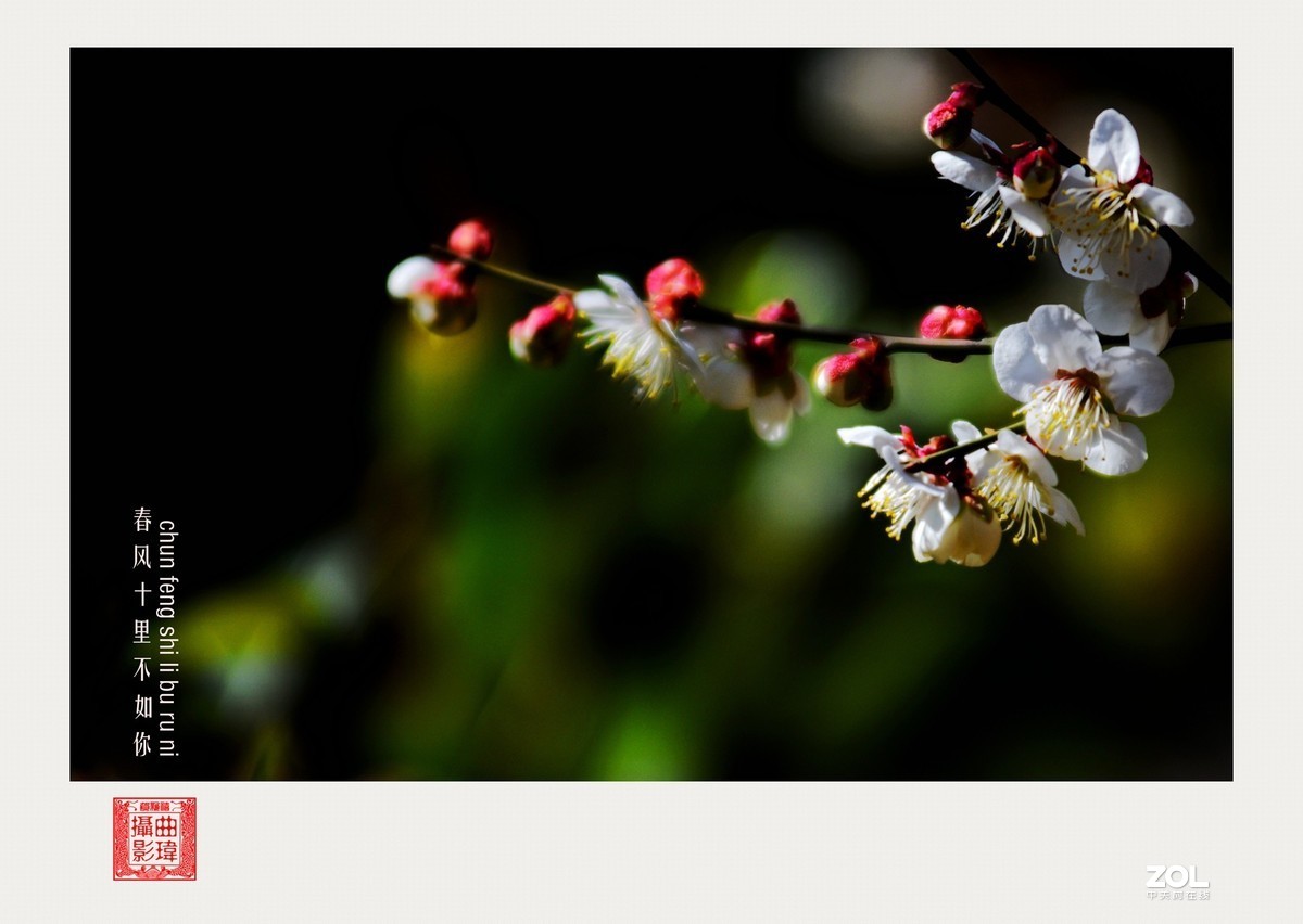 春风十里不如你