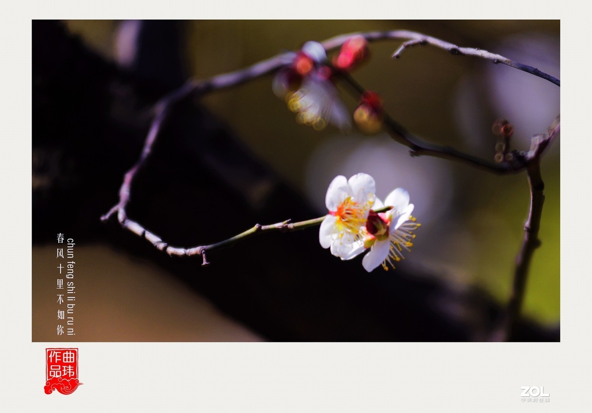 春风十里不如你