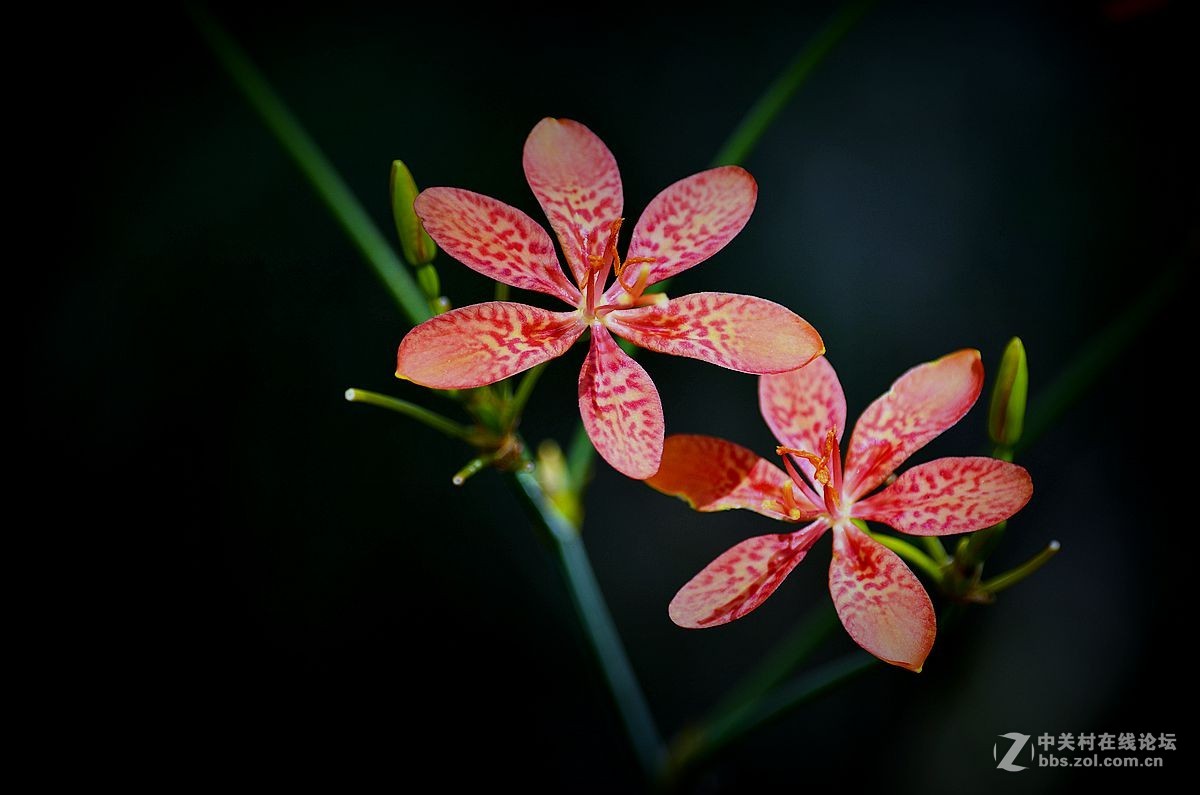 花卉《八十九》射干花