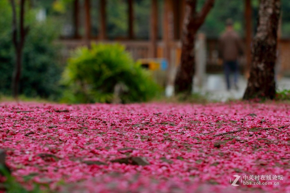 卡尔·蔡司Planar T* 85mm f/1.4 ZE 试片