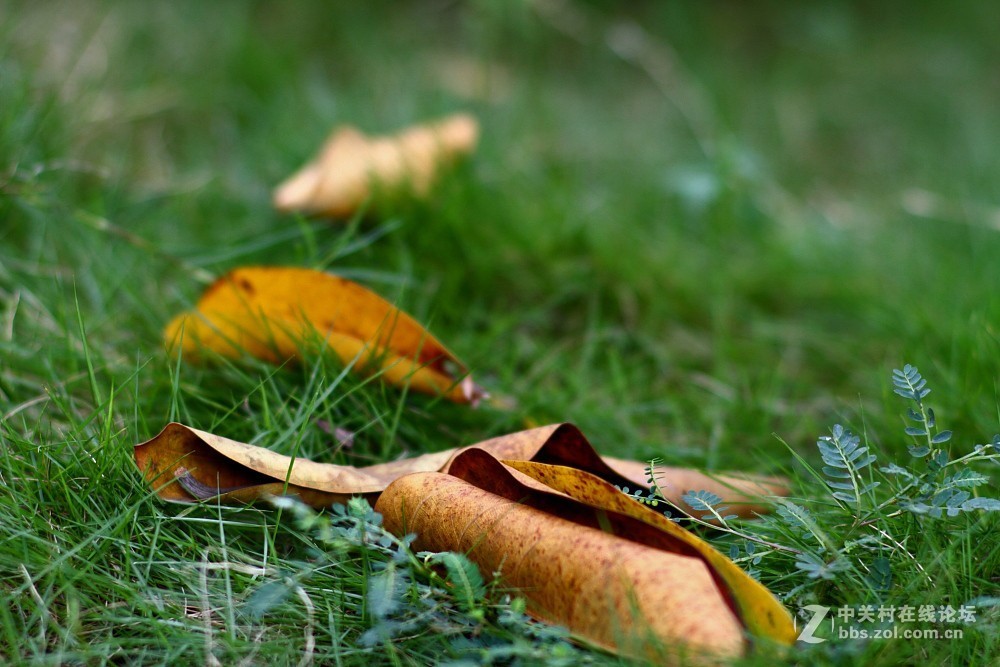 卡尔·蔡司Planar T* 85mm f/1.4 ZE 试片