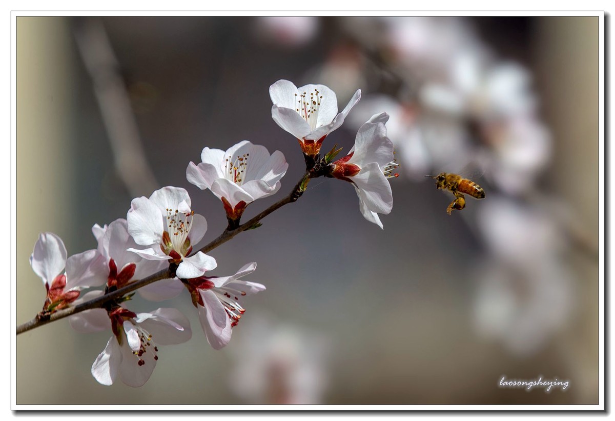 山桃，蜜蜂（2020）