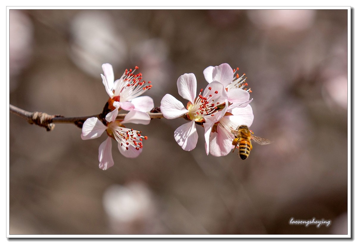 山桃，蜜蜂（2020）