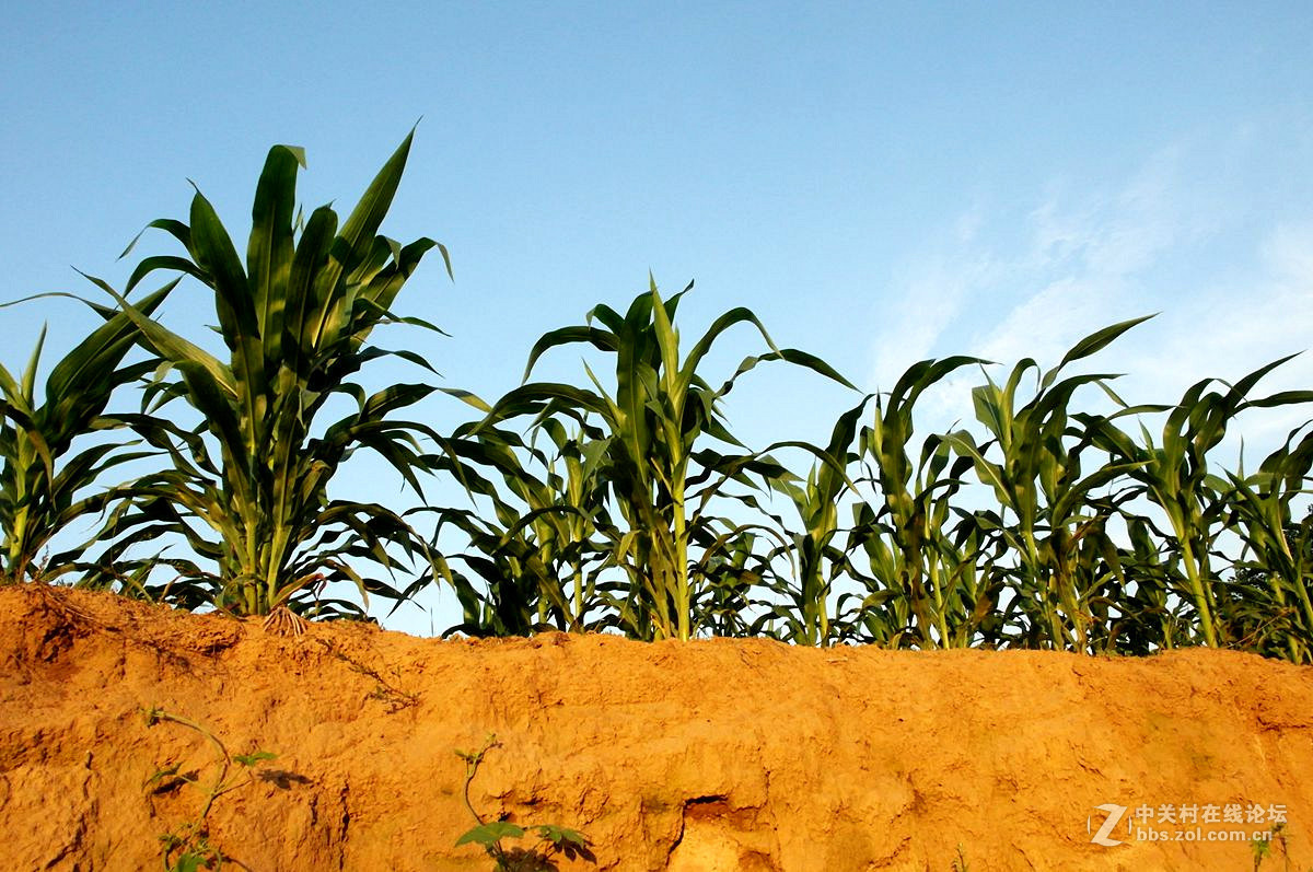 『记录田园』123...11p