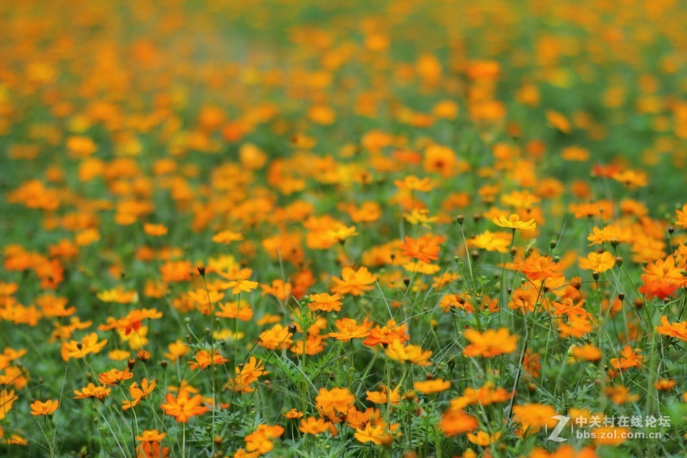 卡尔·蔡司Planar T* 85mm f/1.4 ZE 试片