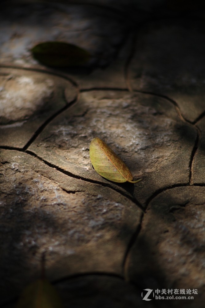 卡尔·蔡司Planar T* 85mm f/1.4 ZE 试片