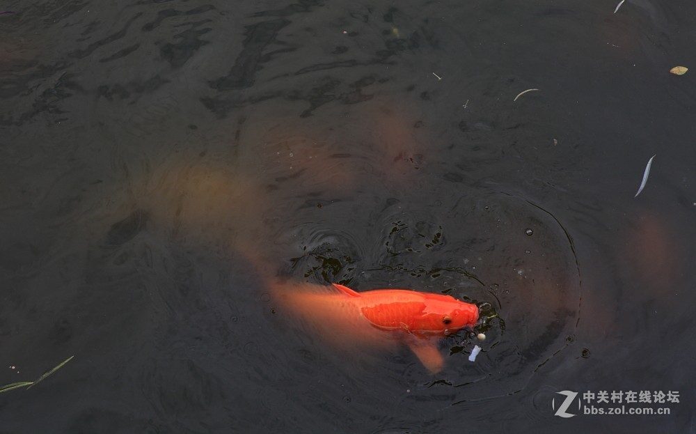 卡尔·蔡司Planar T* 85mm f/1.4 ZE 试片