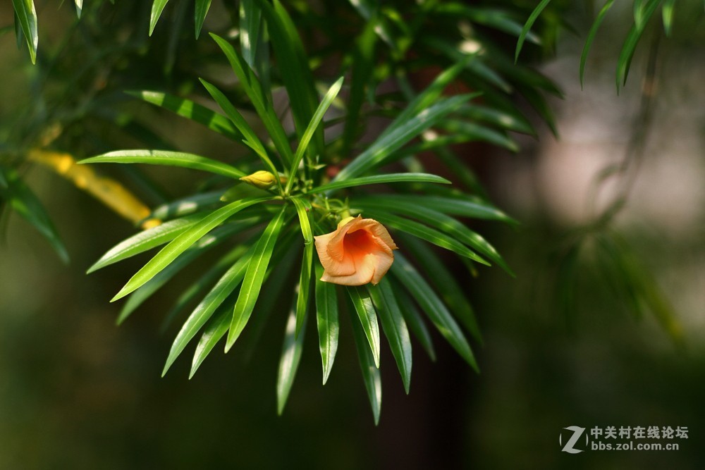 卡尔·蔡司Planar T* 85mm f/1.4 ZE 试片