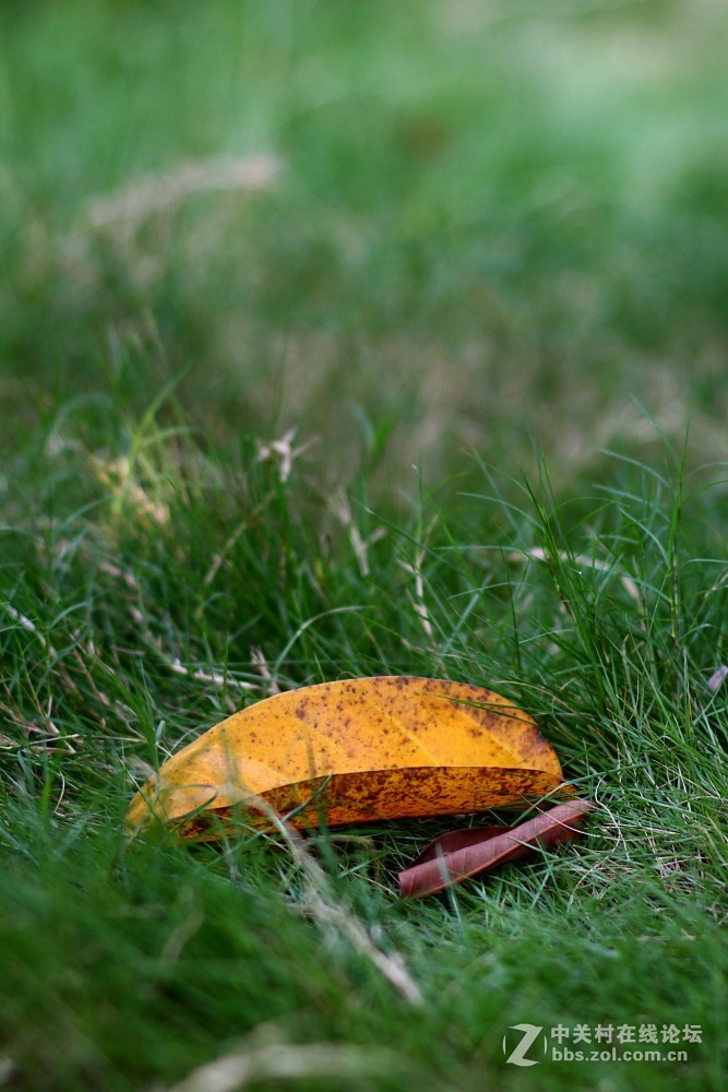 卡尔·蔡司Planar T* 85mm f/1.4 ZE 试片