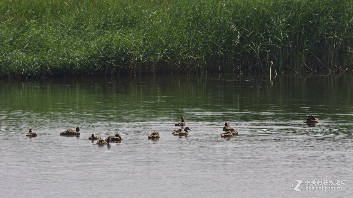 秋沙鸭和斑嘴鸭