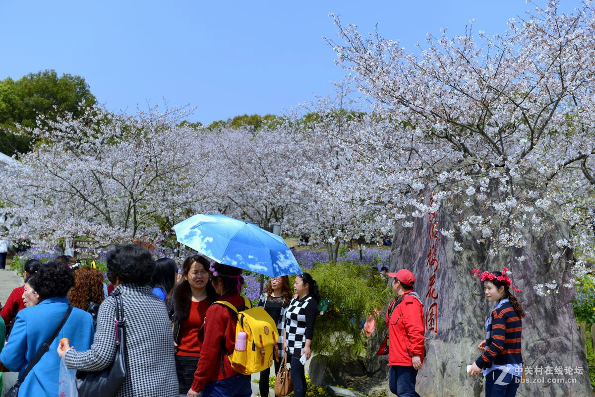 東湖櫻花園隨拍