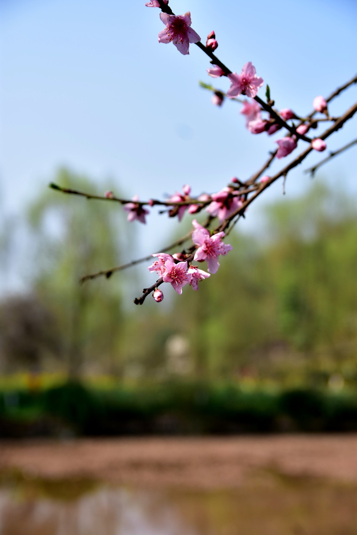 川美漫游2019.03.10