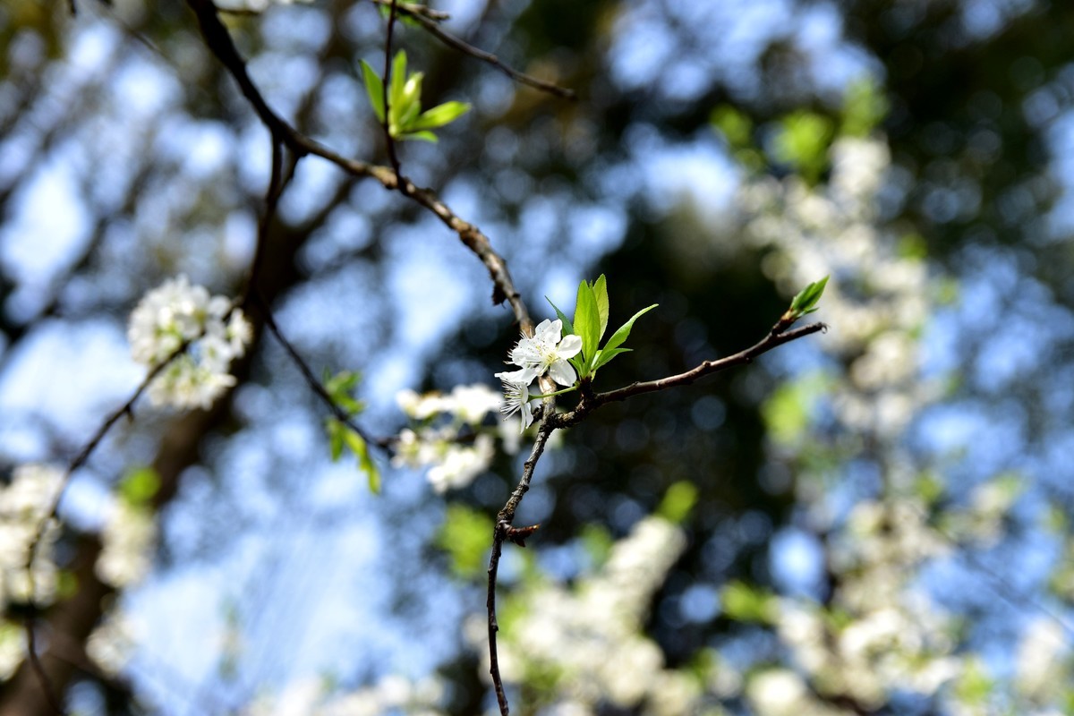 川美漫游2019.03.10