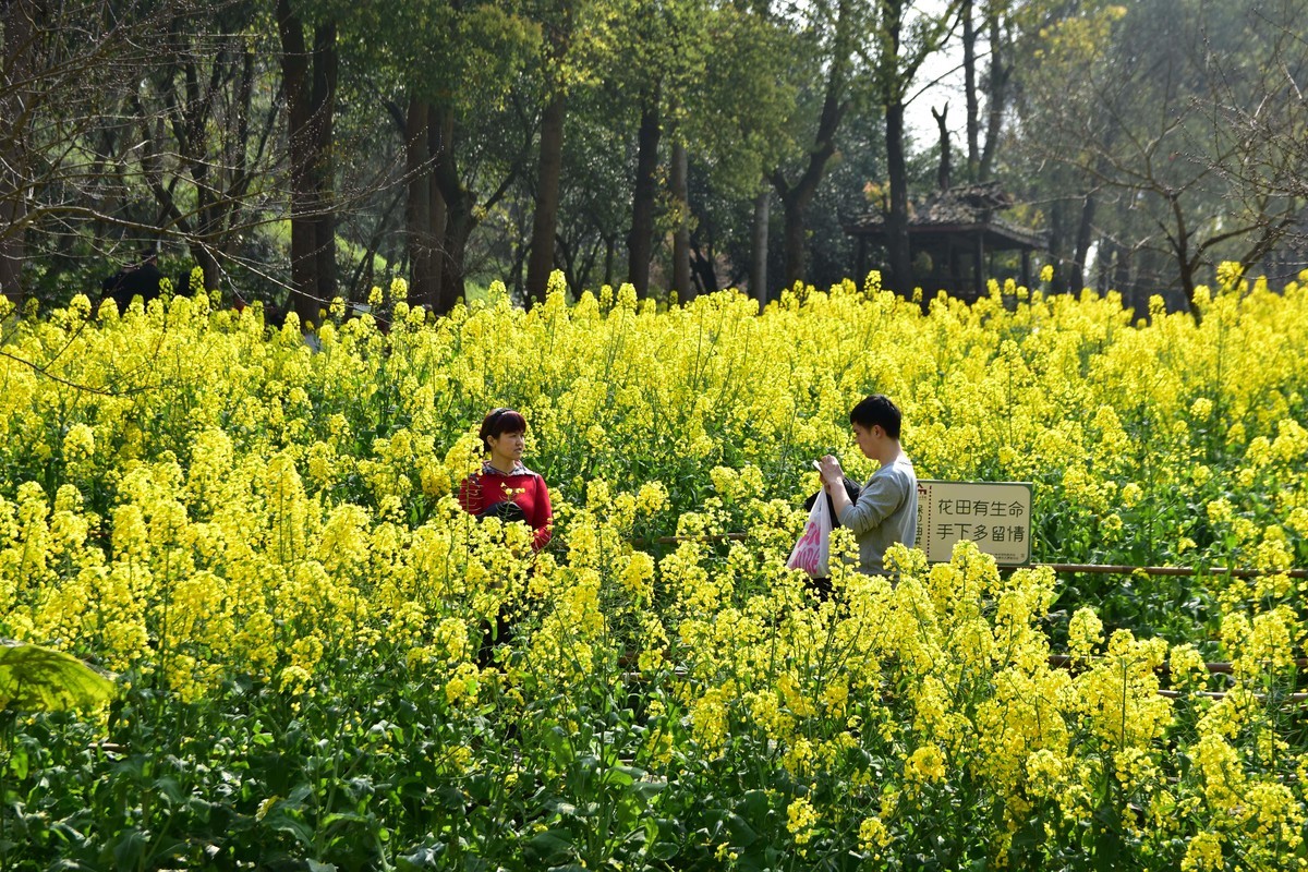 川美漫游2019.03.10